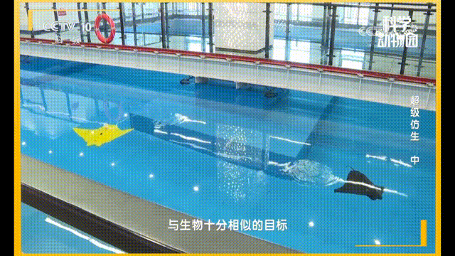 控制仿蝠鲼机器人胸鳍模拟神经信号实现节律性运动.gif