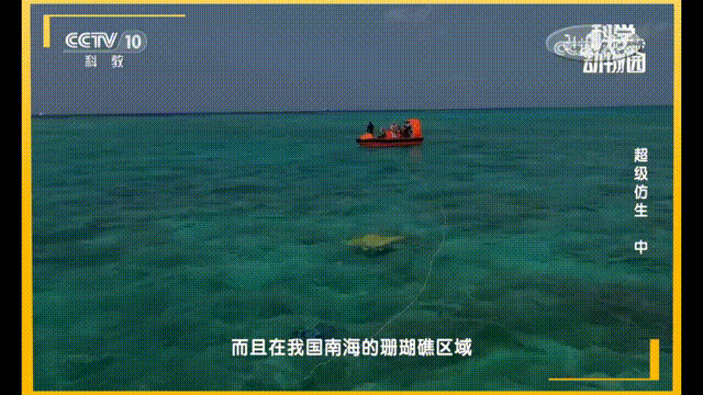 控制仿蝠鲼机器人胸鳍模拟神经信号实现节律性运动,.gif